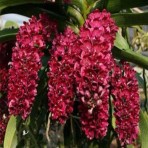 Rhynchostylis gigantea Red-Flowering Size